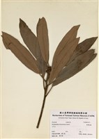 藏品(臺灣杜鵑)的圖片